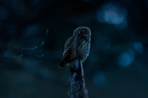 Обои Сова 4K · animals · 3840×2560