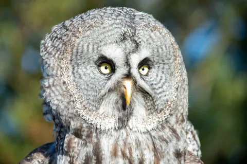 Fond d'écran Hibou 4K · animals · 3840×2553
