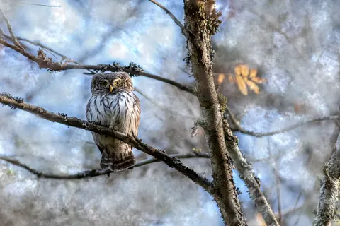 Owl 4K Wallpaper · animals · 3840×2560