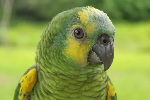 Fond d'écran Oiseau tropical 4K · animals · 3840×2560