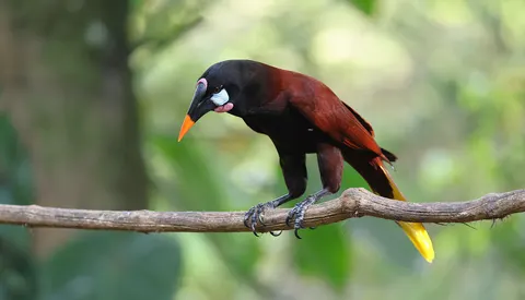 Tropical Bird 4K Wallpaper · animals · 3840×2198