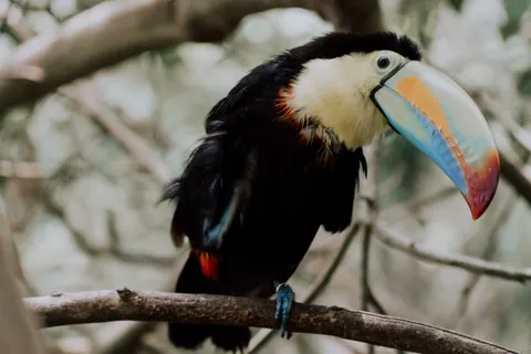 Tropical Bird 4K Wallpaper · animals · 3840×2560