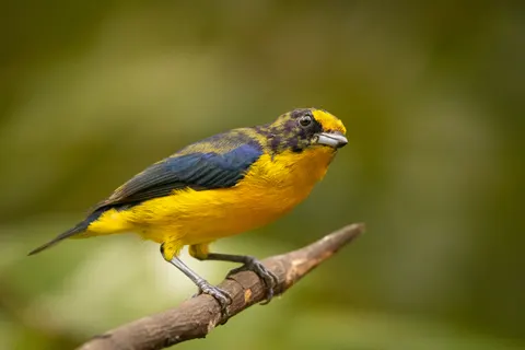 Fond d'écran Oiseau tropical 4K · animals · 3840×2560