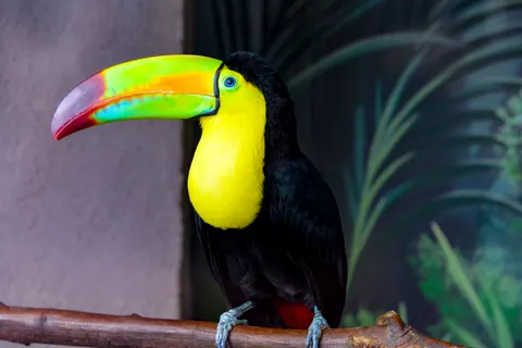Tropical Bird 4K Wallpaper · animals · 3840×2563