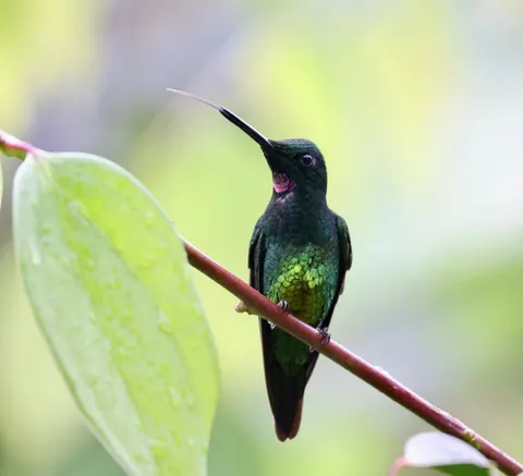Tropical Bird 4K Wallpaper · animals · 3840×3498