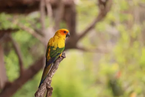 Tropical Bird 4K Wallpaper · animals · 3840×2560