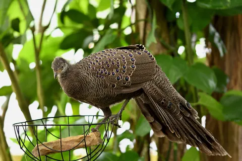 Tropical Bird 4K Wallpaper · animals · 3840×2560