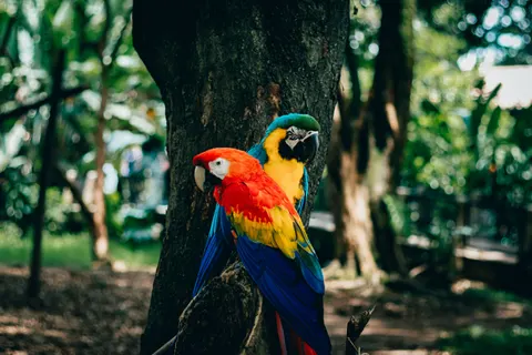 Tropical Bird 4K Wallpaper · animals · 3840×2560