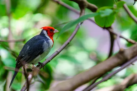 Fondo de pantalla Ave tropical 4K · animals · 3840×2560