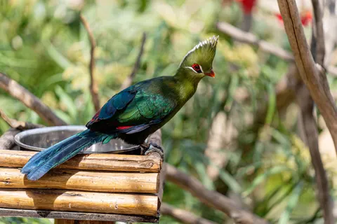 Tropical Bird 4K Wallpaper · animals · 3840×2560