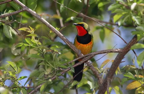 Tropical Bird 4K Wallpaper · animals · 3840×2520