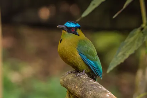 Tropical Bird 4K Wallpaper · animals · 3840×2560