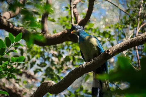 Tropical Bird 4K Wallpaper · animals · 3840×2563