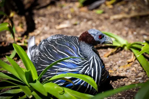 Tropical Bird 4K Wallpaper · animals · 3840×2561