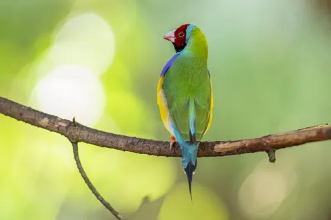 خلفية طائر استوائي بدقة 4K · animals · 3840×2560