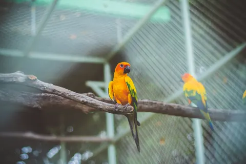 Fondo de pantalla Ave tropical 4K · animals · 3840×2560
