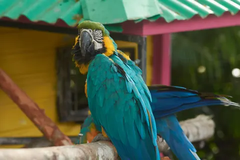 Tropical Bird 4K Wallpaper · animals · 3840×2560