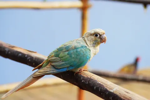 Tropical Bird 4K Wallpaper · animals · 3840×2560