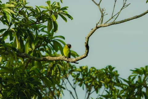 Papel de parede Ave tropical 4K · animals · 3840×2560