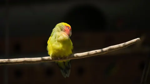 南国の鳥 4K壁紙 · animals · 3840×2160