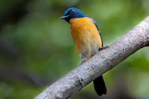 Fond d'écran Oiseau tropical 4K · animals · 3840×2560