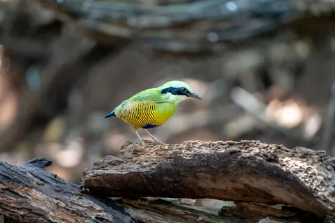 Tropical Bird 4K Wallpaper · animals · 3840×2560