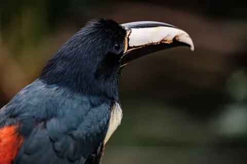 Tropical Bird 4K Wallpaper · animals · 3840×2560