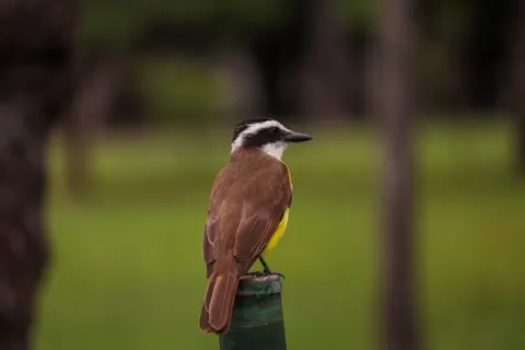 Tropical Bird 4K Wallpaper · animals · 3840×2560