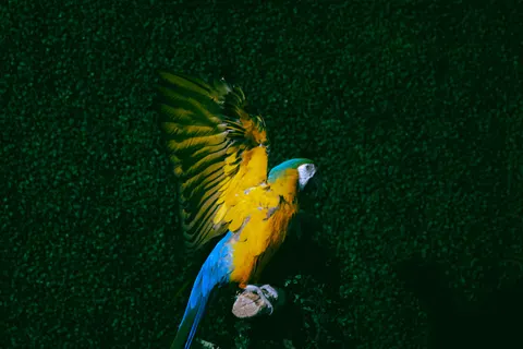 Tropical Bird 4K Wallpaper · animals · 3840×2560