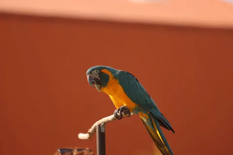 Tropical Bird 4K Wallpaper · animals · 3840×2561