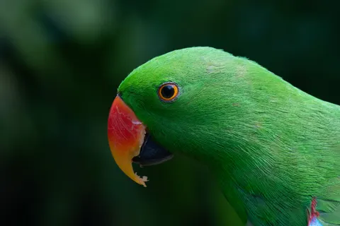 Fond d'écran Oiseau tropical 4K · animals · 3840×2560