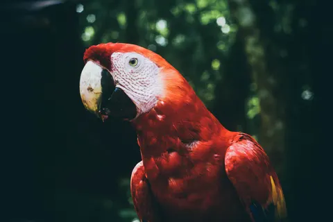 Fond d'écran Oiseau tropical 4K · animals · 3840×2560