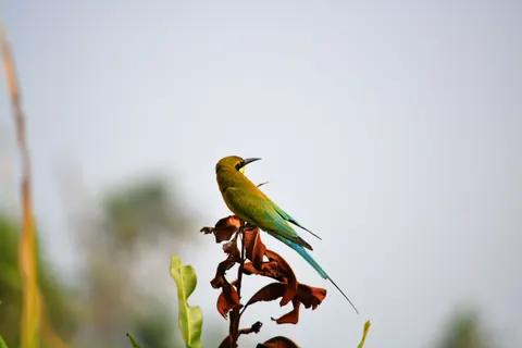 Tropical Bird 4K Wallpaper · animals · 3840×2560
