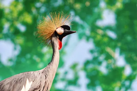 Tropischer Vogel 4K Hintergrundbild · animals · 3840×2560