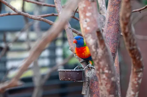Fond d'écran Oiseau tropical 4K · animals · 3840×2555