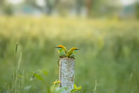 Tropical Bird 4K Wallpaper · animals · 3840×2560