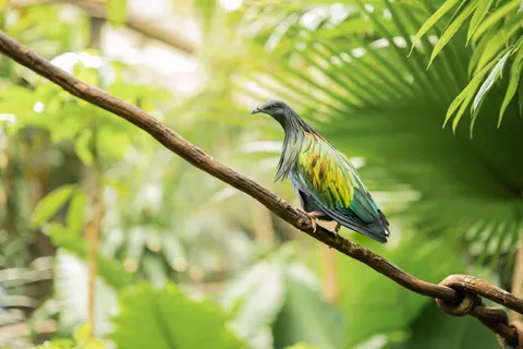 Fondo de pantalla Ave tropical 4K · animals · 3840×2560