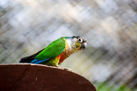南国の鳥 4K壁紙 · animals · 3840×2560