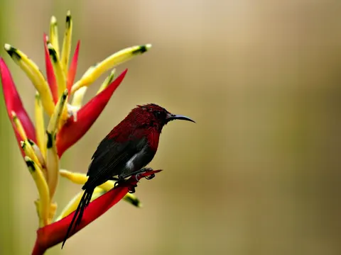 Fondo de pantalla Ave tropical 4K · animals · 3840×2880