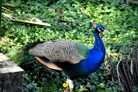 Fond d'écran Oiseau tropical 4K · animals · 3840×2560