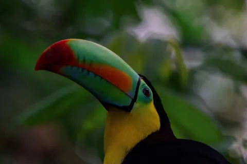 Tropical Bird 4K Wallpaper · animals · 3840×2562