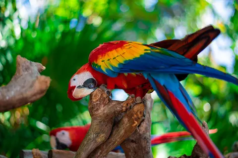 Fondo de pantalla Ave tropical 4K · animals · 3840×2563