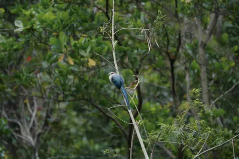 Tropical Bird 4K Wallpaper · animals · 3840×2560