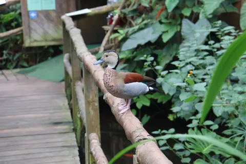 Tropical Bird 4K Wallpaper · animals · 3840×2560