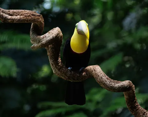 Tropical Bird 4K Wallpaper · animals · 3840×3021