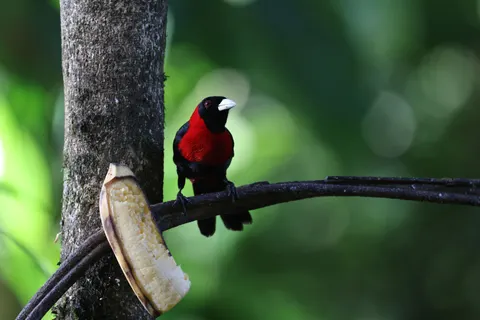 Tropischer Vogel 4K Hintergrundbild · animals · 3840×2561