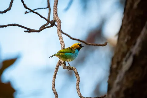 Tropical Bird 4K Wallpaper · animals · 3840×2560