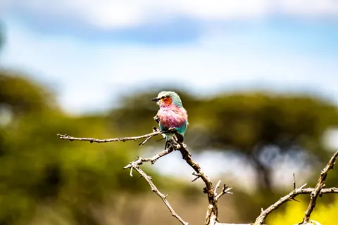 خلفية طائر استوائي بدقة 4K · animals · 3840×2560