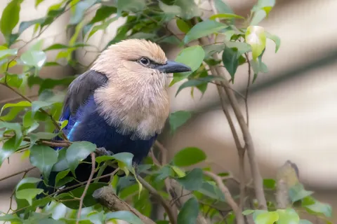 Tropical Bird 4K Wallpaper · animals · 3840×2560