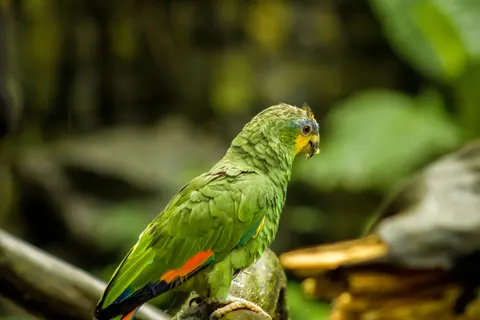 Tropical Bird 4K Wallpaper · animals · 3840×2560